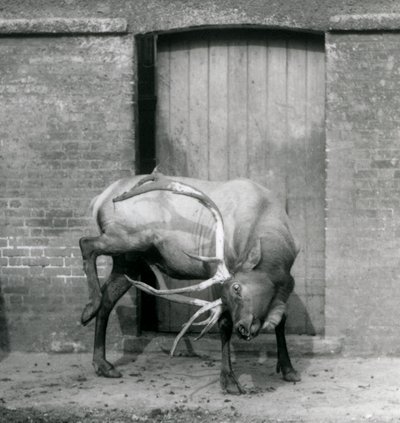1927年9月にロンドン動物園の囲い地に立っているワピティエルクのクワガタ 作： Frederick William Bond