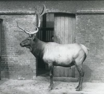 1927年9月にロンドン動物園の囲い地に立っているワピティエルクのクワガタ 作： Frederick William Bond