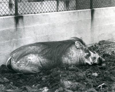 泥の中で眠るイボイノシシ（ロンドン動物園、1927年7月）（モノクロ写真 作： Frederick William Bond