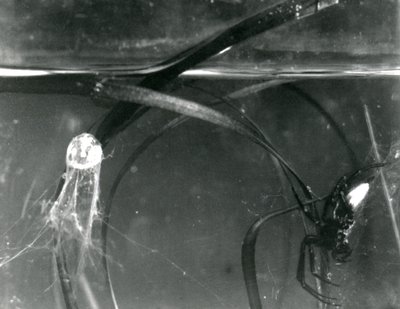 ウォータースパイダーとそのエアベルの水中、ロンドン動物園、1925年10月 作： Frederick William Bond