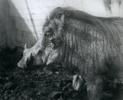 1927年にロンドン動物園で泥の中に立っているワトグ 作： Frederick William Bond