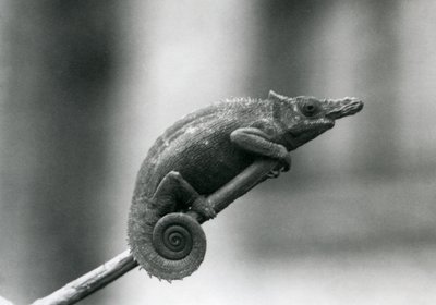 西ウサンバラ2角カメレオン、ロンドン動物園、1927 作： Frederick William Bond