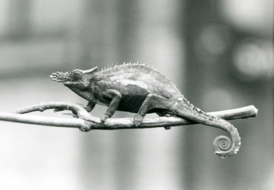西ウサンバラ2角カメレオン、ロンドン動物園、1927 作： Frederick William Bond