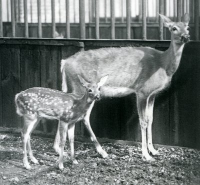 1927年8月にロンドン動物園で子鹿と一緒にいるオジロジカ 作： Frederick William Bond