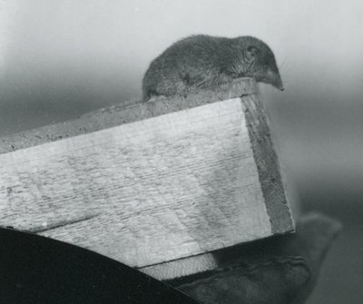 飼育員の手袋をはめた手で保持されている木製の箱の端を見下ろしている白い歯のハシバミ、1917年4月、ロンドン動物園 作： Frederick William Bond