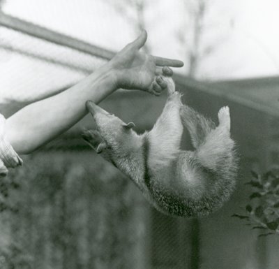1925年4月、ロンドン動物園の飼育係の腕をつかむために、そのつかまりやすい尾でその飼育係の指にぶら下がっている若い首輪付きタマンドゥア 作： Frederick William Bond