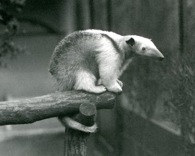 1925年4月24日、ロンドン動物園、その謎めいた尻尾を抱えた枝の端に座っている若い襟付きタマンドゥア 作： Frederick William Bond