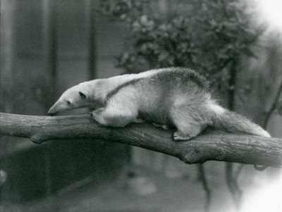 1925年4月24日、ロンドン動物園の枝に沿って歩く若い首輪タマンドゥア 作： Frederick William Bond