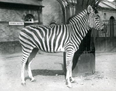 1925年にロンドン動物園のゼブラハウスの外のパドックにシマウマが立っています。 作： Frederick William Bond