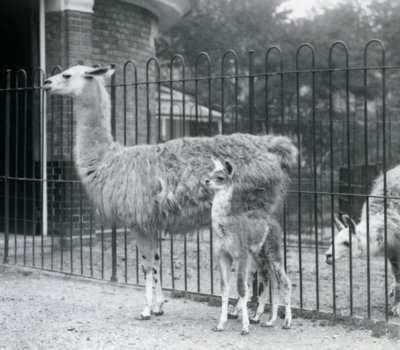 1926年、ロンドン動物園で母親と赤ちゃんのラマまたはクリア 作： Frederick William Bond