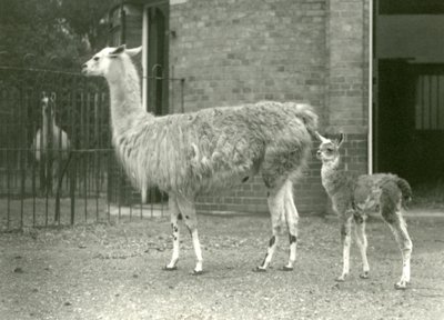 1927年にロンドン動物園で母親と赤ちゃんのラマまたはクリア 作： Frederick William Bond