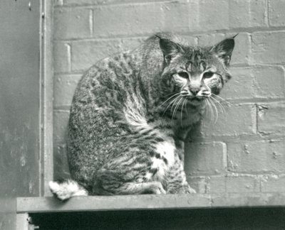 1925年3月、ロンドン動物園の囲いの中にある棚の上から見下ろすベイリンクスボブキャット 作： Frederick William Bond