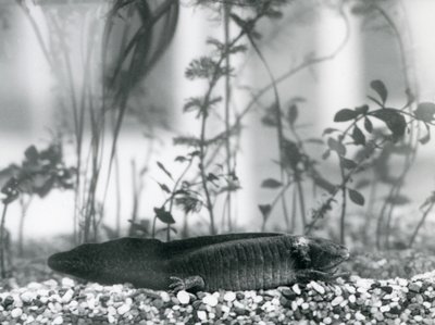 1928年、ロンドン動物園の水槽の床に敷かれた砂利の上で休む黒いアホロートル（メキシコサラマンダー）（モノクロ写真 作： Frederick William Bond