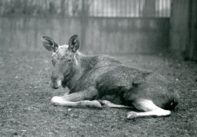 1926年1月、ロンドン動物園で横になっていた、最近流された枝角の傷跡を見せている雄牛のElkMoose 作： Frederick William Bond