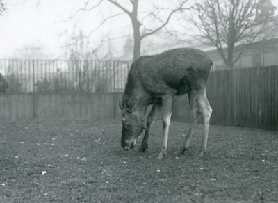 パドックに立ち、草むらに向かって手を伸ばす雄のエルク／ムース（ロンドン動物園、1926年1月）（モノクロ写真 作： Frederick William Bond