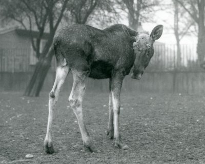 1926年1月、ロンドン動物園に立っている、最近取り除かれた枝角の傷を持つ雄牛ElkMoose 作： Frederick William Bond