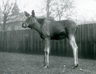 1926年1月、ロンドン動物園に立っている、最近取り除かれた枝角の傷を持つ雄牛ElkMoose 作： Frederick William Bond