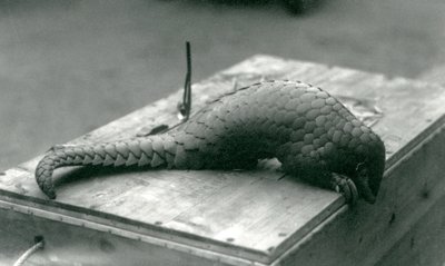 1925年7月、ロンドン動物園にある木箱の端を覗き込んで絶滅危惧種の中国センザンコウ 作： Frederick William Bond