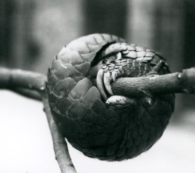 危機に瀕している中国のセンザンコウが休憩し、1930年以前のロンドン動物園の水平枝に巻きついた 作： Frederick William Bond
