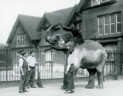 1927年にロンドン動物園のエレファントハウスの外にいる、3人の飼育係とトレーナーがいる、装飾が施されたインド象 作： Frederick William Bond