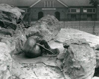 1925年7月、ロンドン動物園の子犬に餌を与えながら、岩の多いテラスに横たわっているカリフォルニアの女性アシカ 作： Frederick William Bond
