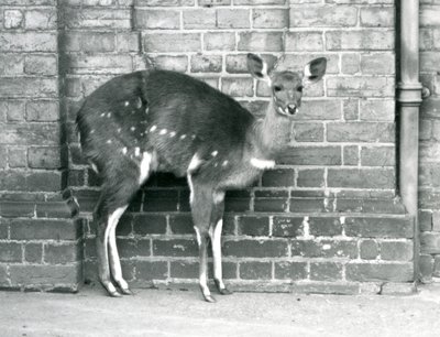 1927年10月にロンドン動物園の壁に立っているブッシュ岬の女性インババラ。 作： Frederick William Bond