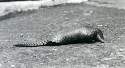 1925年8月にロンドン動物園で女性のセンザンコウ 作： Frederick William Bond