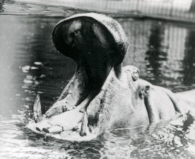 1900年頃のロンドン動物園のプールでぽっかりと開いた女性カバ「ガイフォークス」。1872年11月5日に「ガイフォークス」が母親「アドヘラ」に生まれた。 作： Frederick William Bond