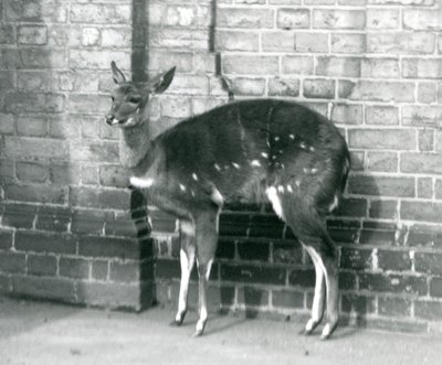 1927年10月6日、ロンドン動物園の壁に立っている女性のインババラケープブッシュバック 作： Frederick William Bond