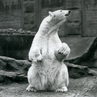 1928年9月にロンドン動物園のMappinテラスでおしりの上に座っている女性のホッキョクグマ 作： Frederick William Bond
