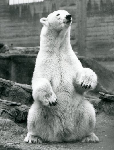 1928年9月にロンドン動物園のMappinテラスでおしりの上に座っている女性のホッキョクグマ 作： Frederick William Bond