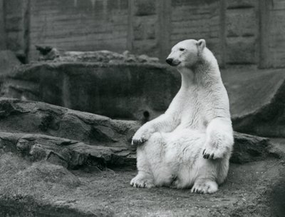 1928年9月にロンドン動物園のMappinテラスでおしりの上に座っている女性のホッキョクグマ 作： Frederick William Bond