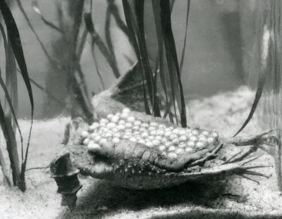背中の皮膚に卵を埋め込んだスリナムヒキガエルの雌（ロンドン動物園 作： Frederick William Bond