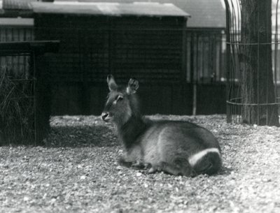 1924年6月、ロンドン動物園のエンクロージャーに座っている女性のウォーターバック、コブスエリプシプリムス 作： Frederick William Bond