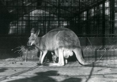 ロンドン動物園、1922年 作： Frederick William Bond