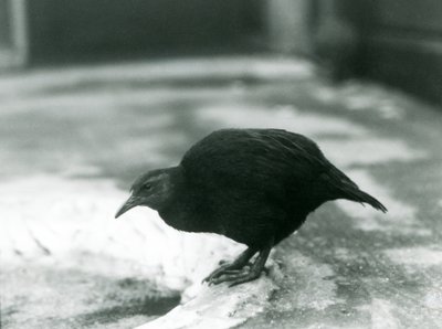 1927年のロンドン動物園での飛べないウェカマオリ編 作： Frederick William Bond