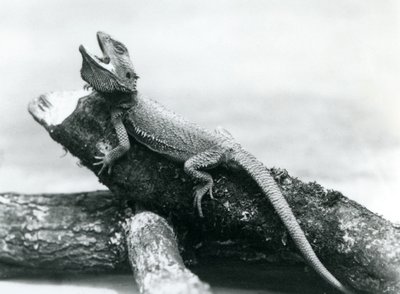 丸太につかまっている隙間だらけのベアード・ドラゴン、ロンドン動物園、1928年8月（モノクロ写真 作： Frederick William Bond