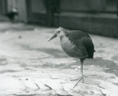 1927年9月にロンドン動物園で片足で立っている灰色の首の木製の柵または灰色のカウルの木製の柵（Aramides cajaneus） 作： Frederick William Bond