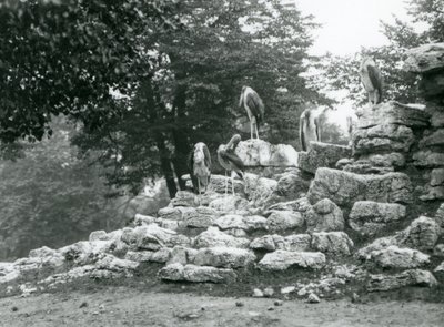 1928年、ロンドン動物園のアンテロープ・パドックの岩の上に立つ5羽のマラブー・コウノトリのグループ（モノクロ写真 作： Frederick William Bond