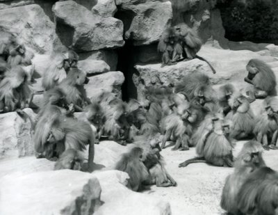 1925年7月、ロンドン動物園の囲いの岩の上に座っている神聖なヒヒのグループまたは部隊 作： Frederick William Bond