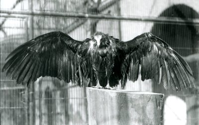 1930年以前、ロンドン動物園で4月の雨を楽しむ、丸太の上で翼を広げて立つフード付きハゲタカ（モノクロ写真 作： Frederick William Bond