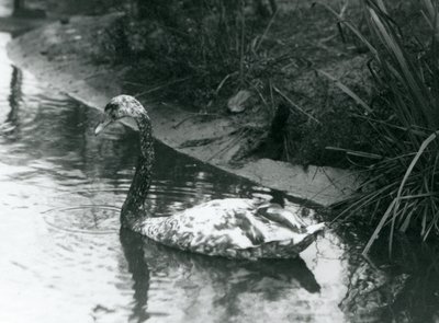 1927年にロンドン動物園の池で泳いでいるハイブリッドスワン、ミュートxブラック 作： Frederick William Bond