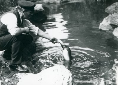 1914年6月、ロンドン動物園のプールで若いフード付きアザラシに魚を餌として飼っている飼育係 作： Frederick William Bond