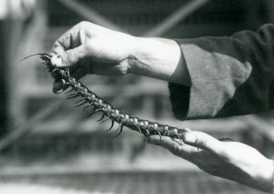 巨大なムカデを手に持った番人、ロンドン動物園、1927年 作： Frederick William Bond