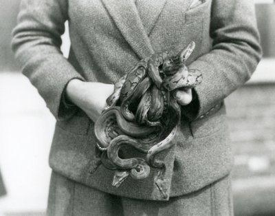 1931年、ロンドン動物園でロイヤルパイソンやボールパイソンの子供の結び目を持つ飼育員（モノクロ写真 作： Frederick William Bond