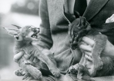 1924年にロンドン動物園で膝の上にカラカルの子猫を2匹飼っている飼育係 作： Frederick William Bond