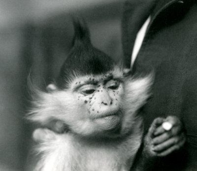 飼育係がそばかす、ブラッククレステッドまたはコンゴマンガベイ、ロンドン動物園、1924年 作： Frederick William Bond