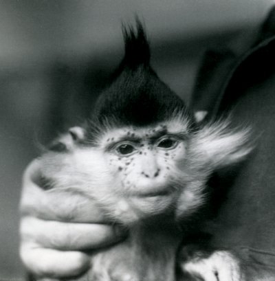 飼育係がそばかす、ブラッククレステッドまたはコンゴマンガベイ、ロンドン動物園、1924年 作： Frederick William Bond