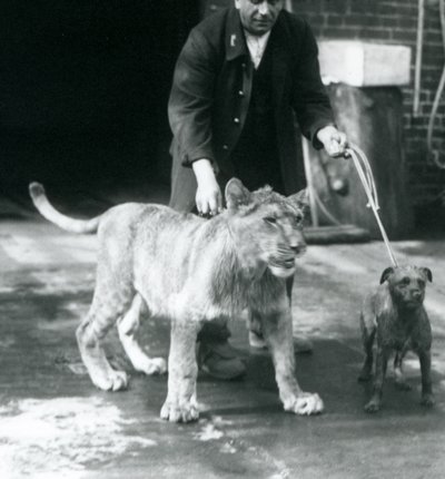 犬と若いライオンを散歩させる飼育員（ロンドン動物園、1925年8月）（モノクロ写真 作： Frederick William Bond