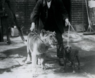 アイリッシュテリアと若いライオンを連れてリードを散歩する飼育員、ロンドン動物園、1925年9月 作： Frederick William Bond